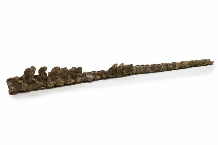 Fossil Mosasaur (Platecarpus) Vertebra String - South Dakota #322098